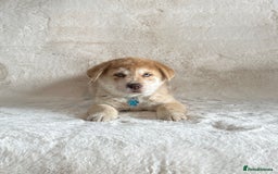 Chow Chow dogs for sale: Chocolate Merle blue eyed chowsky male puppy  - Image 7