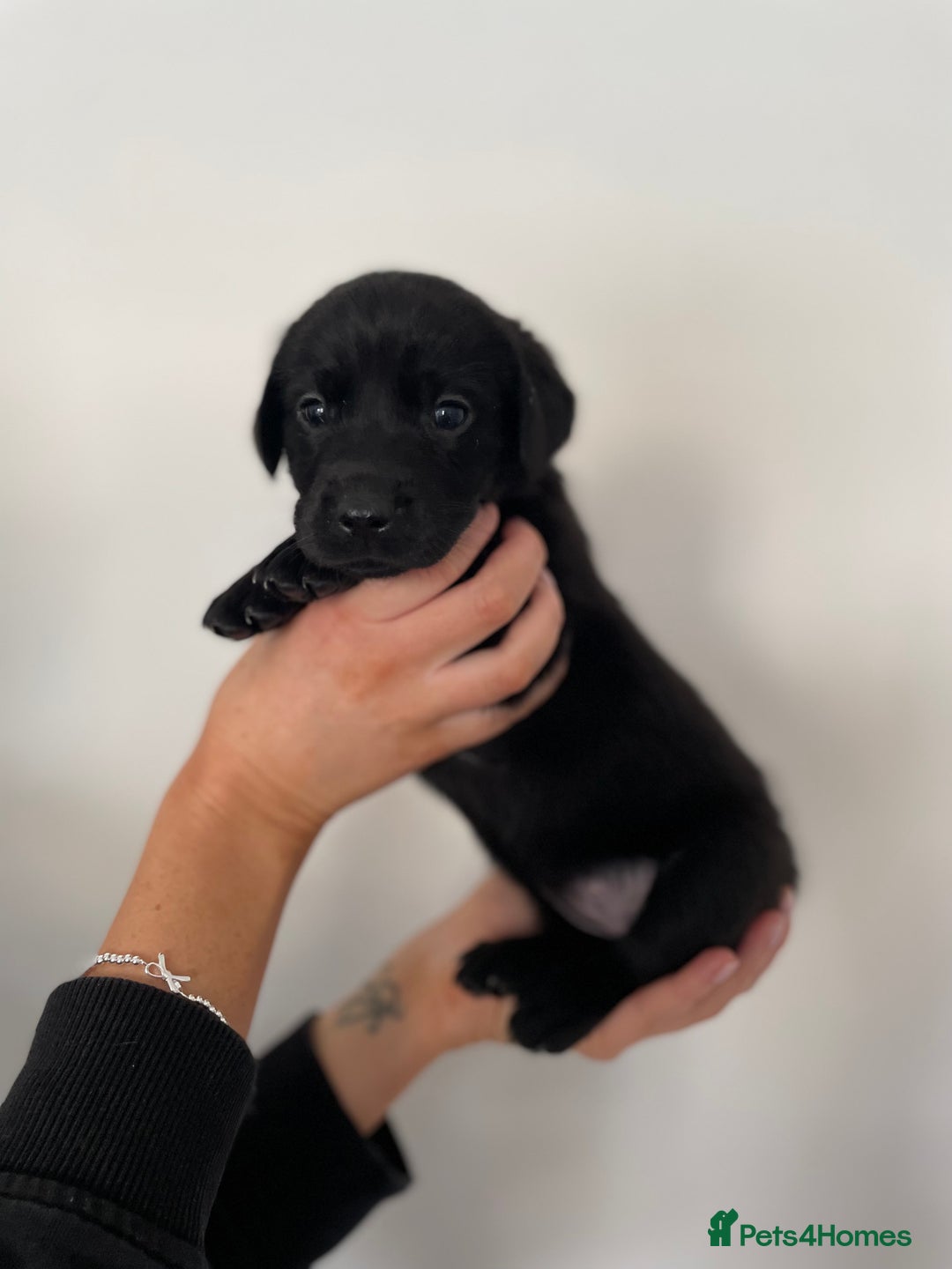Labrador Retriever dogs for sale:  🐾Gorgeous BLack Labrador Puppies 🐾 - Advert 20