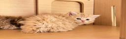 Selkirk Rex cats for sale: Beautiful litter of longhair Selkirk Rex kittens - Advert 5
