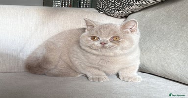 British Shorthair cats - Advert 1