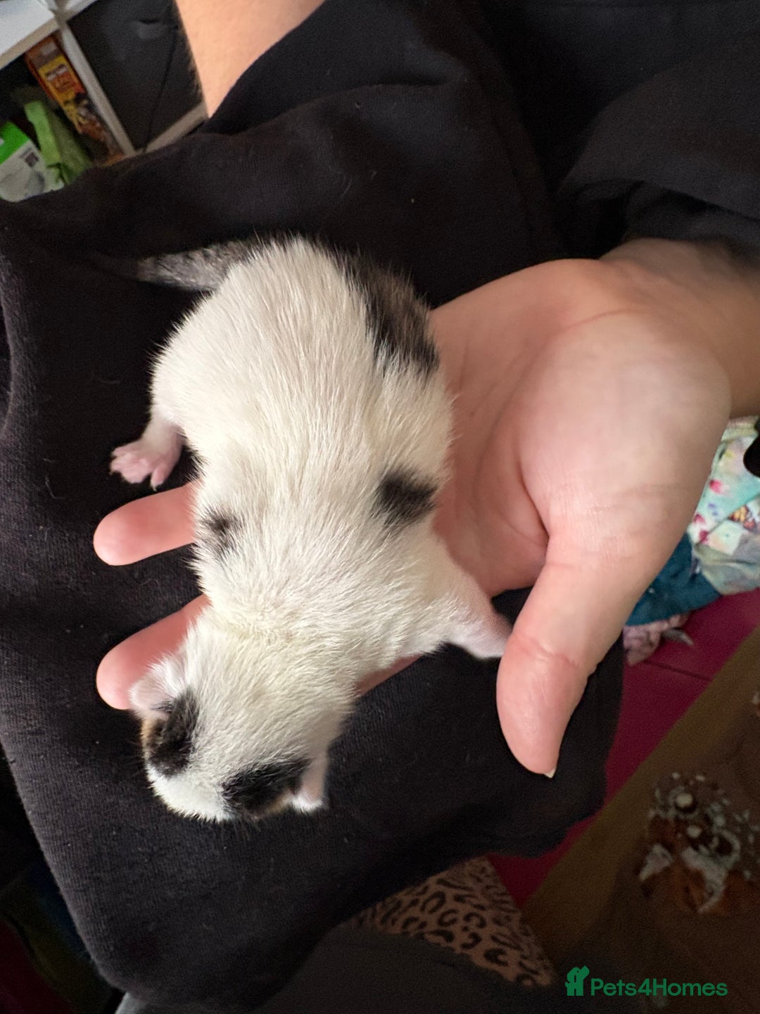 Domestic Shorthair cats for sale: 5 Domestic Shorthair Kittens - Image 2