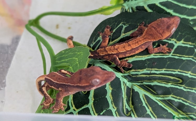 Gecko reptiles - Advert 5