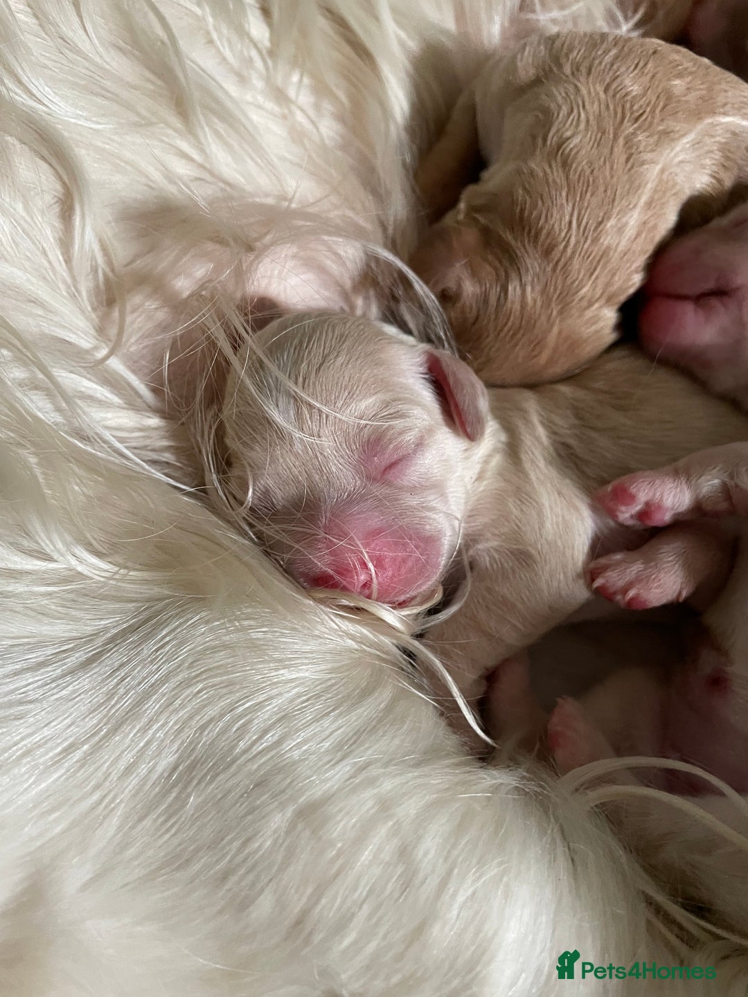 Cockapoo dogs for sale: 5⭐️⭐️⭐️⭐️⭐️RARE F1 champagne TOY Cockapoo pups!⭐️ - Image 21