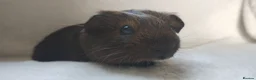 Guinea Pig rodents for sale: Baby guinea pigs Cornet and smooth ready now - Advert 8