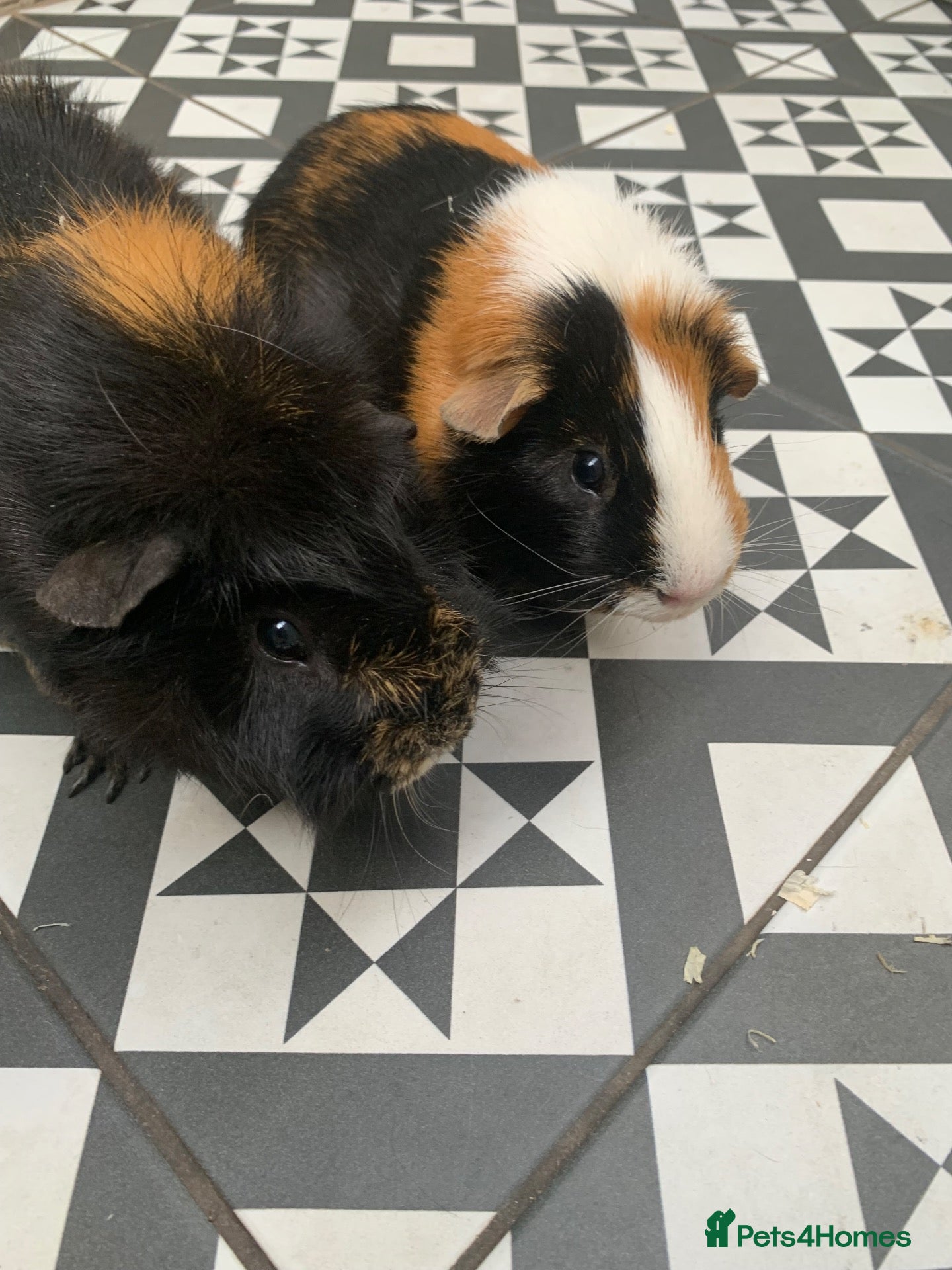 Guinea Pig rodents Guinea Pigs - Advert 1