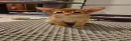 Abyssinian cats for sale: Abyssinian kittens  - Advert 16