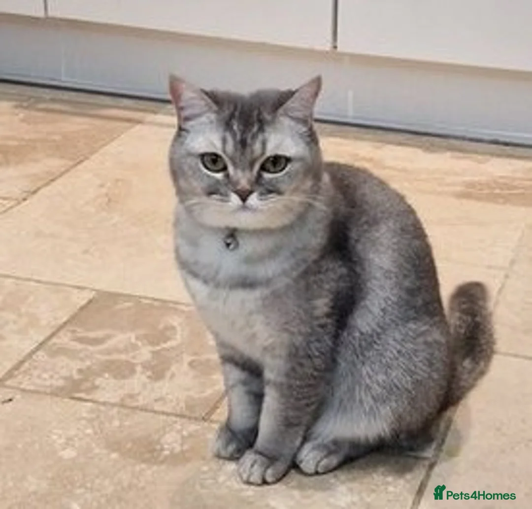 British Shorthair cats for sale: Playfull BSH kitten ready to join your family - Advert 1