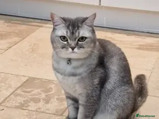 British Shorthair cats Playfull BSH kitten ready to join your family - Advert 1