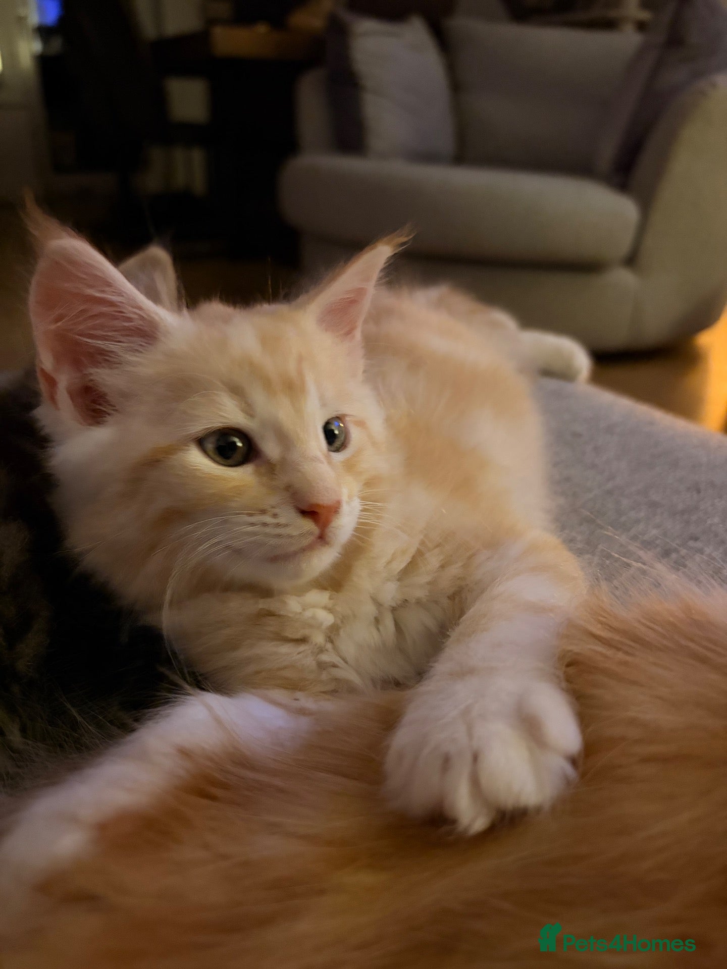 Maine Coon cats Maine coon kittens ready to reserve  - Advert 2