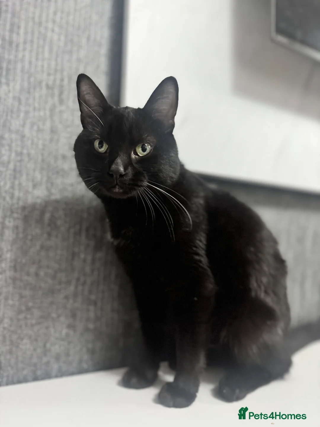 Mixed Breed cats for sale: Sadly re-homing our beloved cat due to allergies. - Advert 2