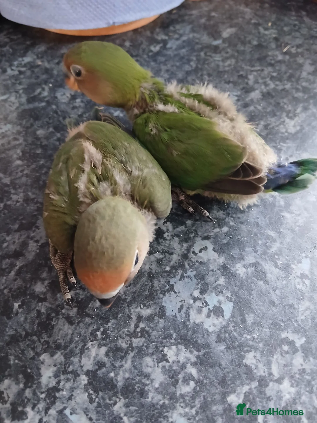 Lovebirds birds for sale: Lovebirds in Littlehampton - Advert 2