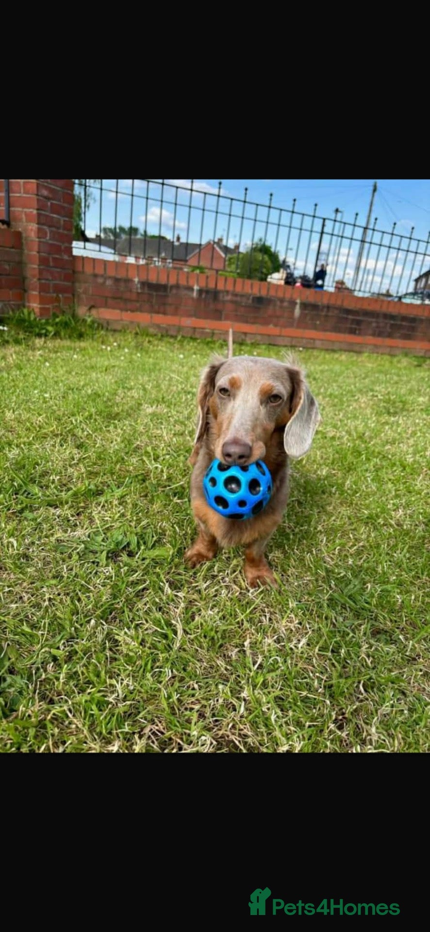 Dachshund dogs 8 month old Dachshund  - Advert 1