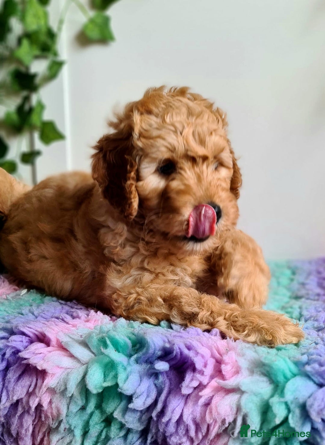 Cockapoo dogs for stud: F1 Blue Phantom merle Cockerpoo standing at stud in Basildon - Image 24