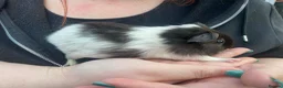 Guinea Pig rodents for sale: Baby guinea pig boys and girls - Advert 9