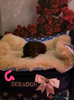 Miniature Poodle dogs Miniture poodle babies - Advert 4