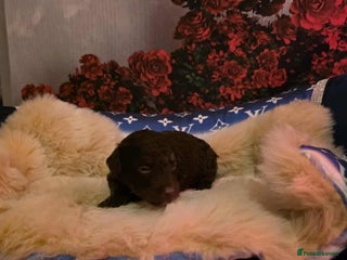 Miniature Poodle dogs Miniture poodle babies - Advert 5