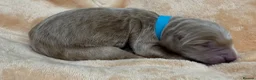 Double Doodle dogs for sale: Sunning littler of Doubledoodle puppies in Grimsby - Advert 9