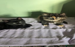 Mixed Breed cats for sale: Beautiful kittens - Image 5