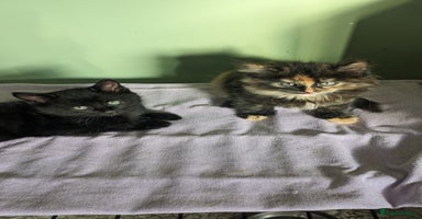 Mixed Breed cats - Advert 12