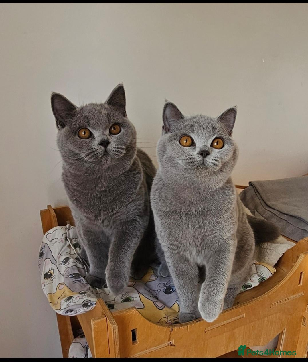 British Shorthair cats Stunning British shorthair blue kittens, neutered - Advert 4