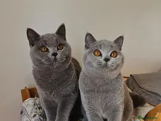 British Shorthair cats Stunning British shorthair blue kittens, neutered - Advert 4