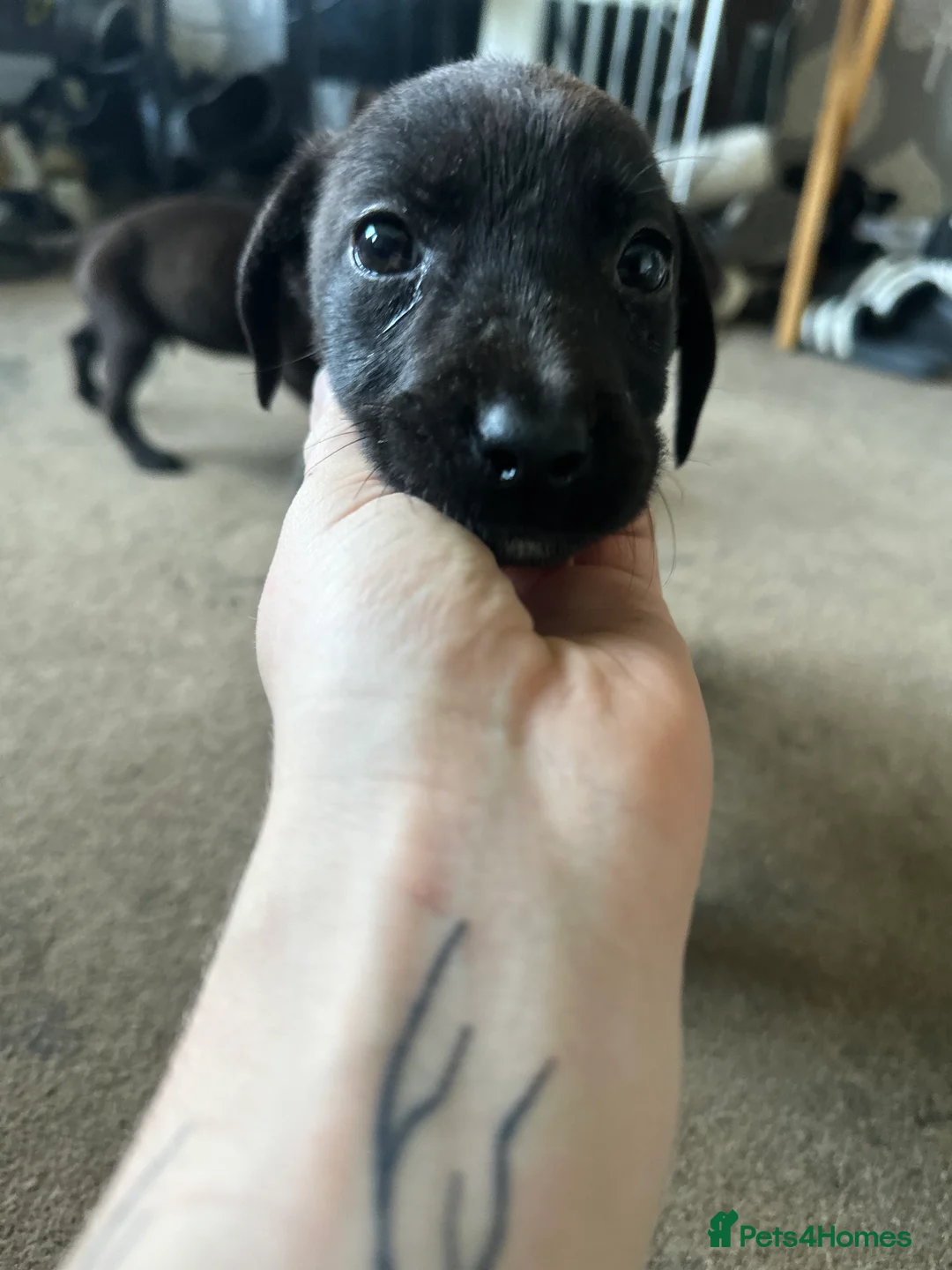 Mixed Breed dogs for sale: Puppies - Advert 8