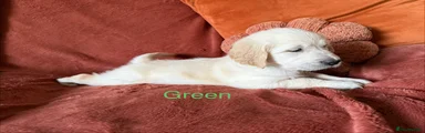 Green Girl