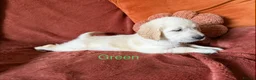 Golden Retriever dogs for sale: KC Golden retriever pups, fame & champion lines - Advert 13