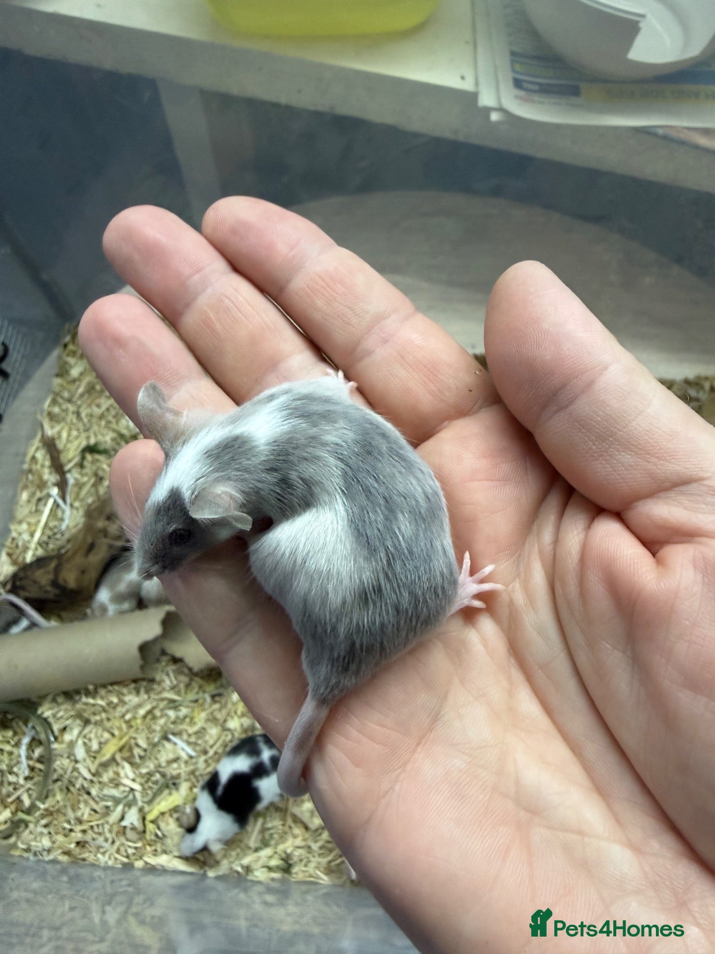 Mouse rodents Female Mice Looking for New Homes - Advert 2