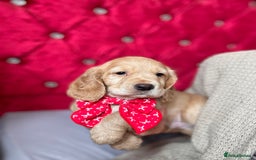Cocker Spaniel dogs for sale: **2 Left ** KC Registered Cocker Spaniel Puppies in Aberdeen - Image 1