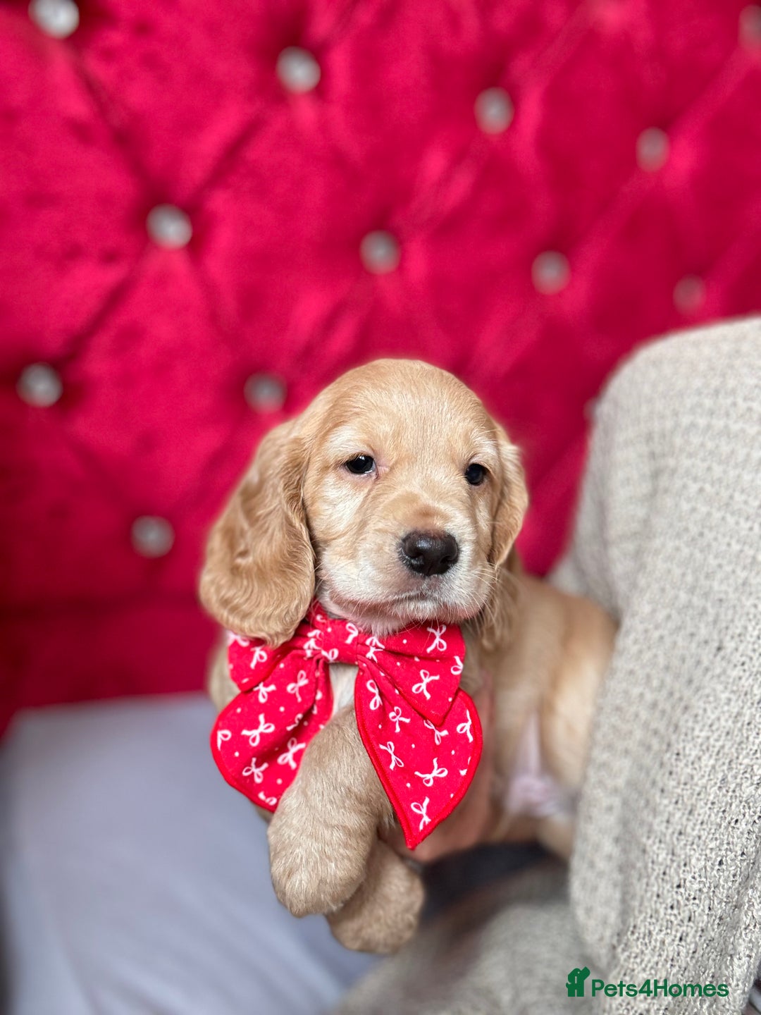 Cocker Spaniel dogs for sale: **2 Left ** KC Registered Cocker Spaniel Puppies in Aberdeen - Image 1