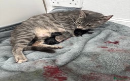Mixed Breed cats for sale: AVAILABLE SECOND WEEK OF SEPTEMBER  - Image 4