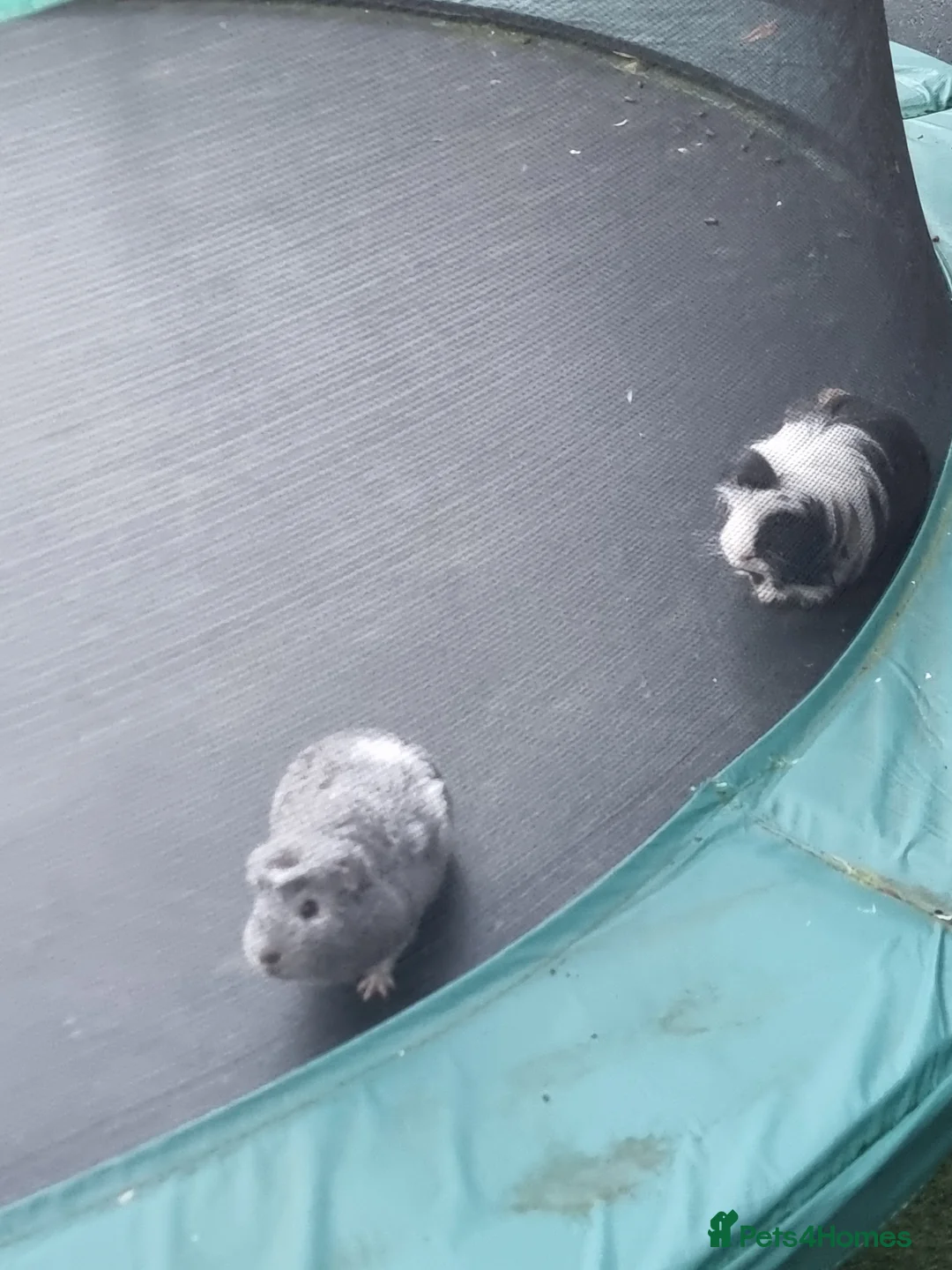 Guinea Pig rodents for sale: 2x male Guinea pigs and hutch - Advert 5