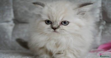 Scottish Fold cats ❣️Scottish Fold Kittens❣️ - Advert 9