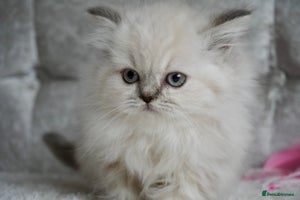 Scottish Fold cats ❣️Scottish Fold Kittens❣️ - Advert 2