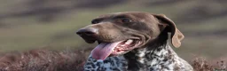 German Shorthaired Pointer dogs for stud: Stunning KC Reg imp German shorthaired pointer.  - Advert 5