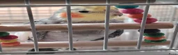 Cockatiels birds for sale: Cockatiels with large indoor/outdoor Cage for Sale in London - Advert 2