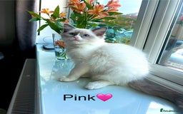 Ragdoll cats for sale: 💜2 Beautiful blue bi-colour ragdoll girls🩷 - Image 1