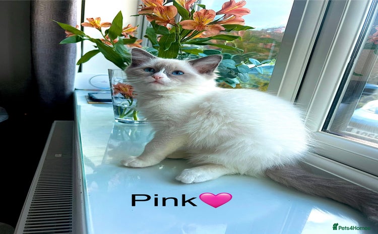 Ragdoll cats - Advert 1