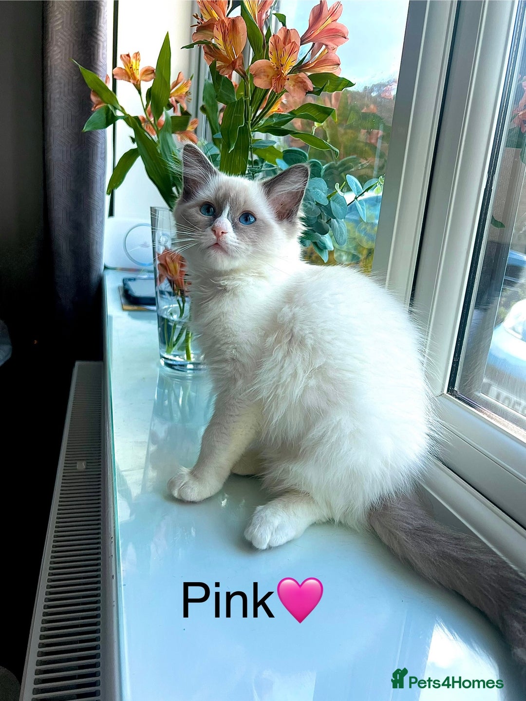 Ragdoll cats for sale: 💜2 Beautiful blue bi-colour ragdoll girls🩷 - Image 1