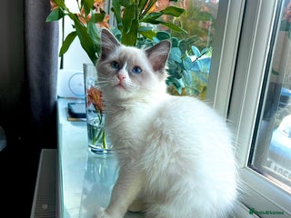 Ragdoll cats - Advert 1