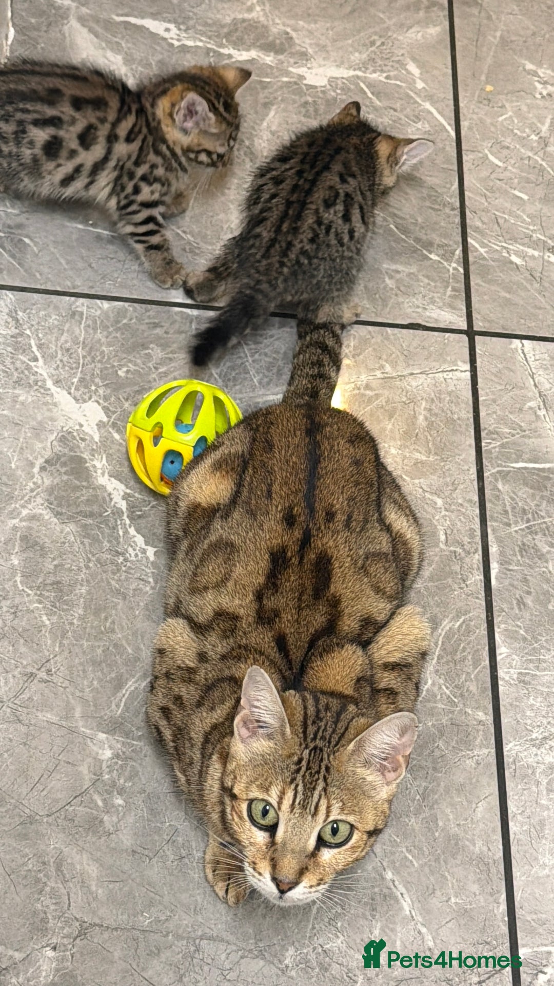 Bengal cats for sale: Adorable kittens for loving homes - Advert 4