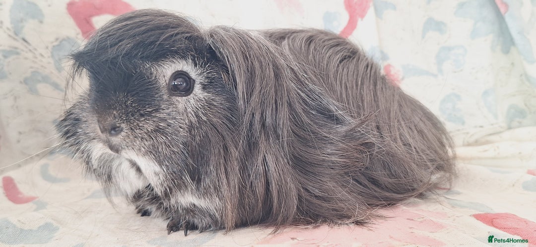 Guinea Pig rodents for sale: BABY GUINEA PIGS AVAILABLE HEREFORDSHIRE  - Image 19