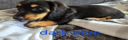 Dachshund dogs for sale: Miniature dachshunds  - Advert 2