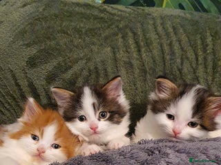 Persian cats PERSIAN CROSS KITTEN BABIES - Advert 8