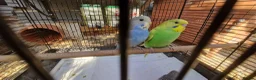 Budgerigars birds for sale: 4x budgie chicks £40 each ready now - Advert 7