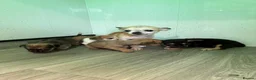 Chihuahua dogs for sale: Stunning Chihuahua puppies - Advert 10