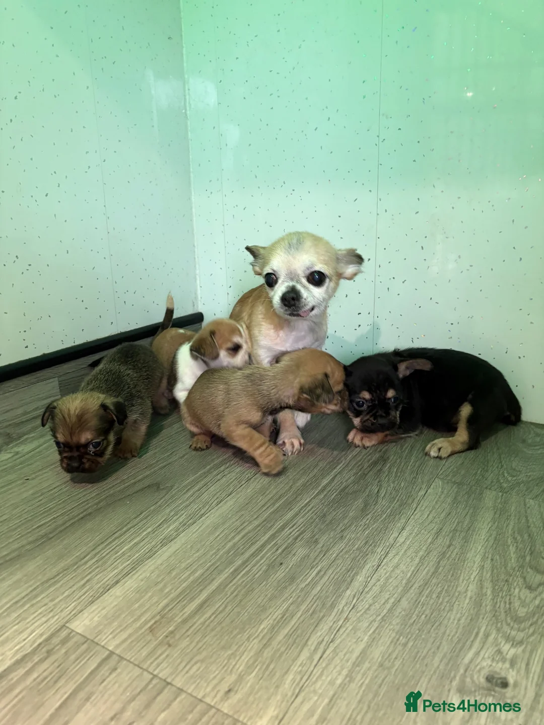Chihuahua dogs for sale: Stunning Chihuahua puppies - Advert 10