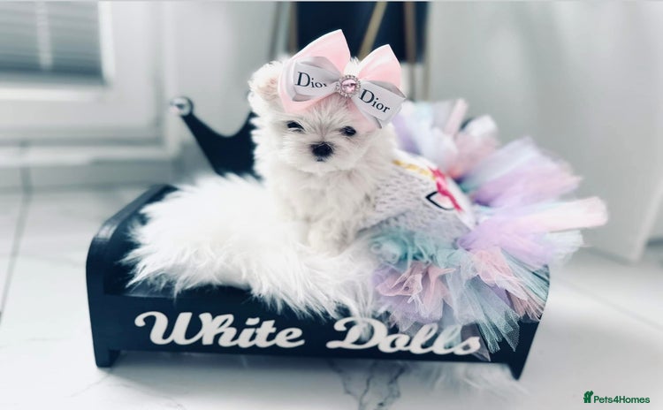 Maltese dogs - Advert 3