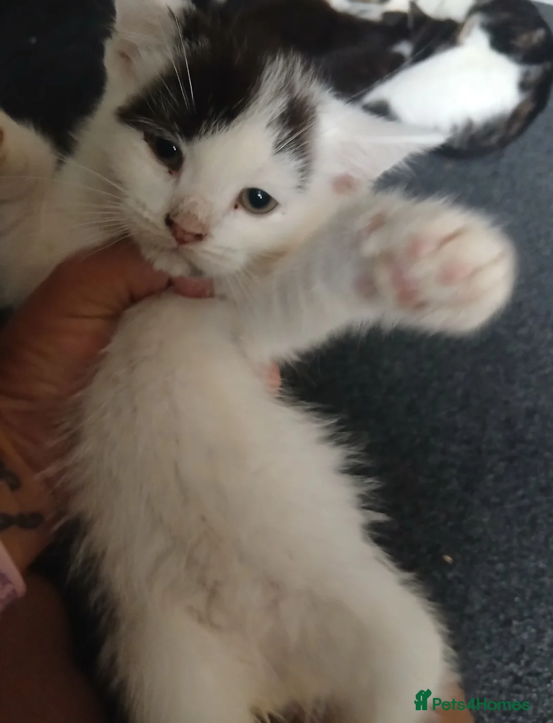 Mixed Breed cats for sale: Kitties  - Advert 2